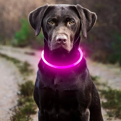 Night Walk Waterproof LED Dog Collar