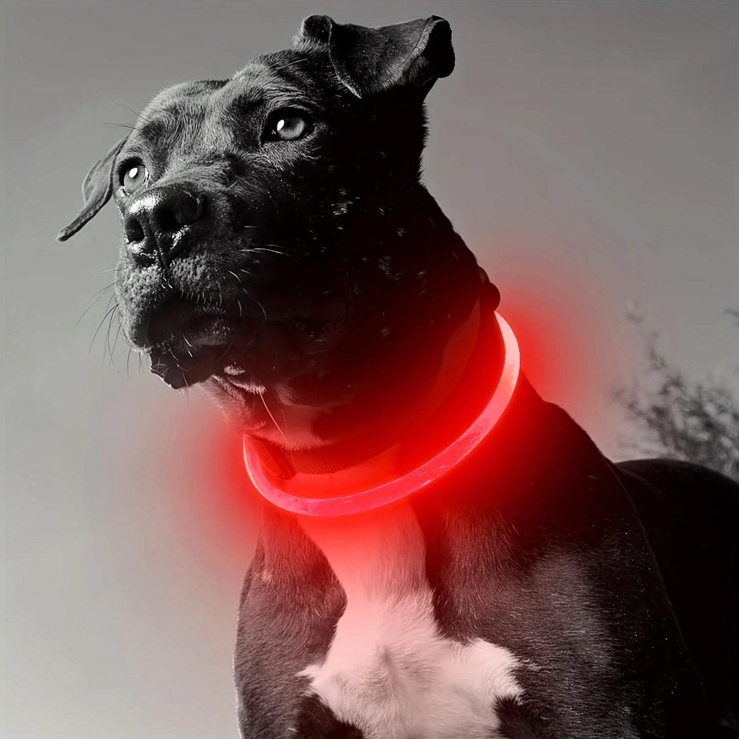 Night Walk Waterproof LED Dog Collar